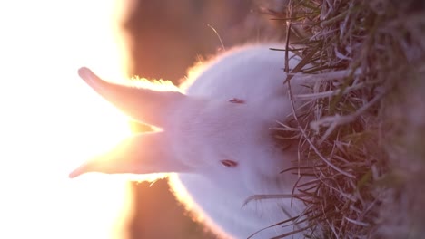 cute little white rabbit eating green grass at sunset