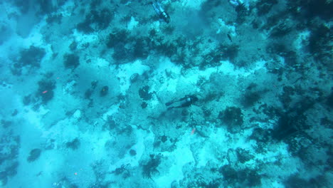 tres personas disfrutando del buceo en el océano profundo | buzos disfrutando de buceo profundo y buscando peces en el océano azul profundo disfrutando de video de aventura de buceo en 4k|30 fps