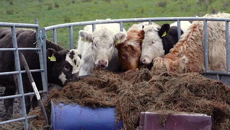 cattle cows feeding on a dairy farm, close-up shot