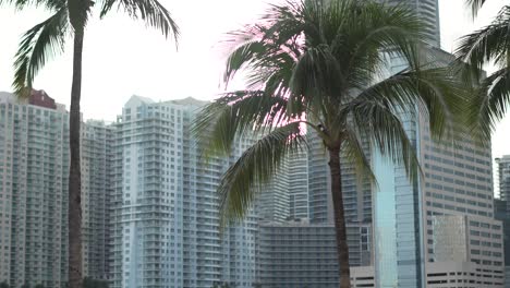 Palm-Trees-With-Miaimi-Skyline-Golden-Hour