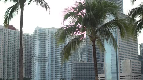 palmeras con el horizonte de miami hora de oro