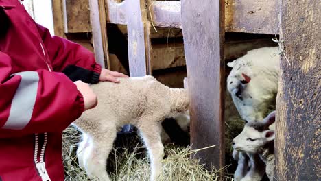 small hand of young girl cuddling and stroking cute lamb before leaving back inside to mother sheep and siblings