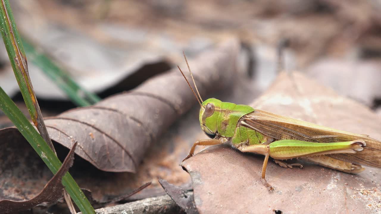 그녀의 머리를 움직이는 메뚜기의 클로즈업 샷
