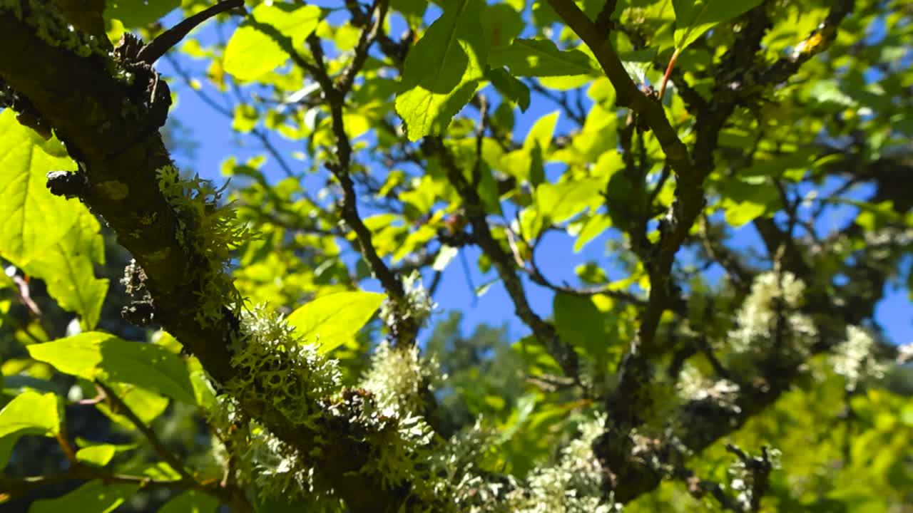 Bottom up view of green and ripe or even raw plum fruit hanging on a green leafy plum tree branch that has lichens and moss growing on it. Sunny summer day with blue sky in the background, backlit