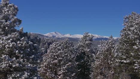 Christmas-first-snow-Evergreen-Front-Range-Denver-Mount-Blue-Sky-Evans-aerial-cinematic-drone-crisp-freezing-cold-morning-beautiful-blue-sky-frosted-pine-trees-upward-motion