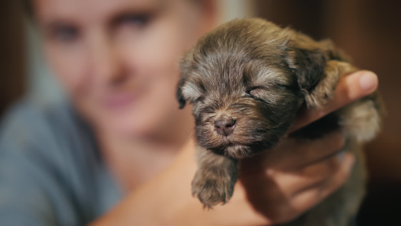 갈색 흰색의 귀여운 강아지를 안고 있는 여자