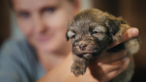 mujer sosteniendo un lindo cachorro en un color marrón-blanco