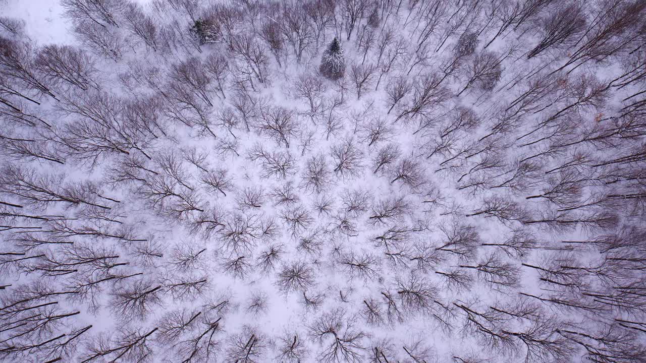 Prospettiva aerea di una natura selvaggia coperta di neve nel Michigan settentrionale