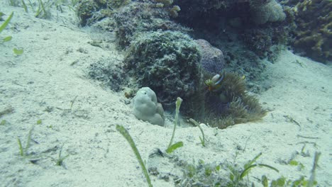 Amphiprion-clownfish-family-swimming-among-tentacles-of-their-sea-anemone