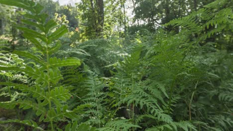 lasso di tempo: felci forestali nella fitta vegetazione forestale che soffia nella brezza