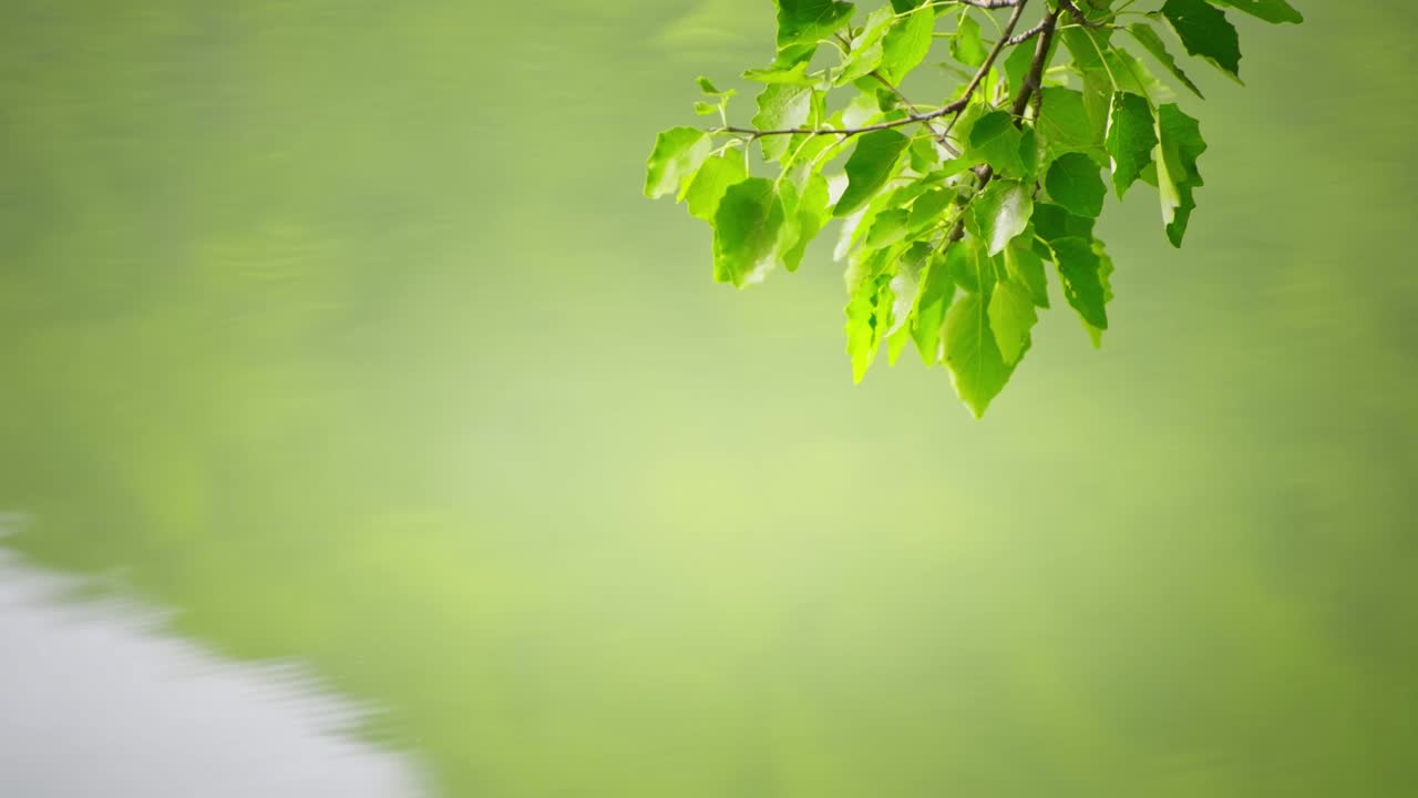 초록색 잎이 있는 나가지가 호수의 초록색 물 위에 있습니다.