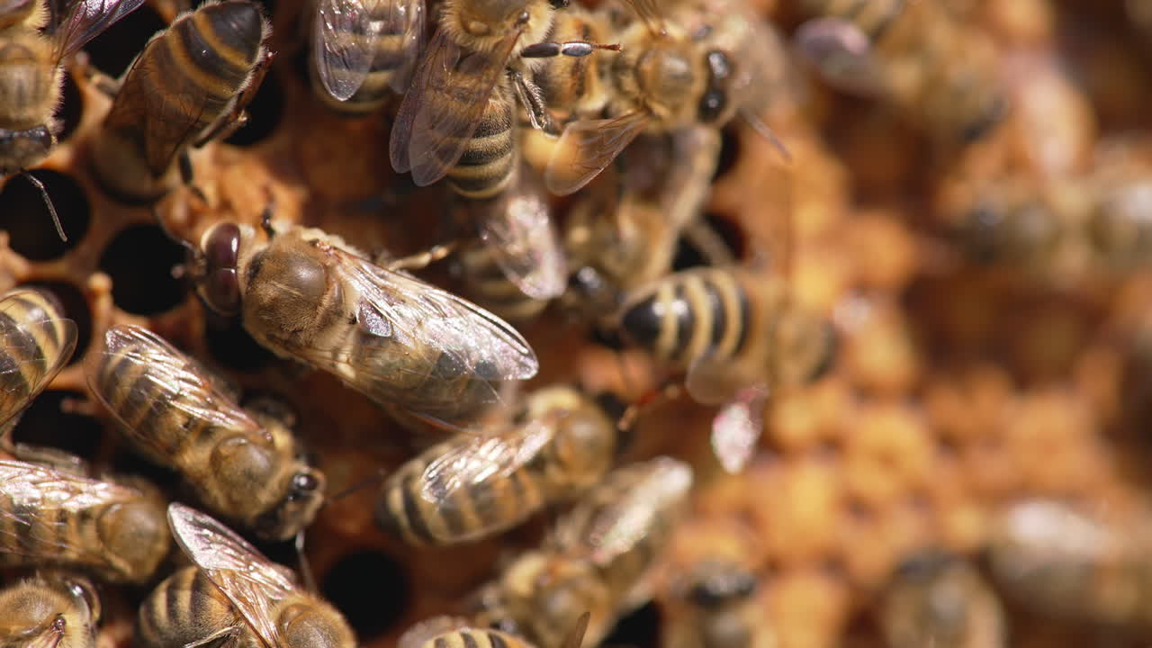 Close up view of bees working in the hive. Busy bees harvesting summer honey.