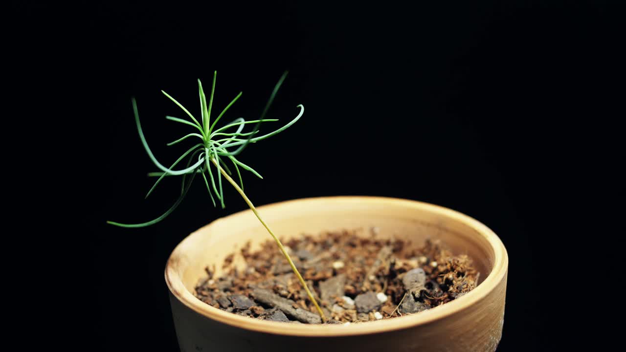 점토 항아리에 있는 바위 산 소나무 분재 나무의 7일 시간 경과