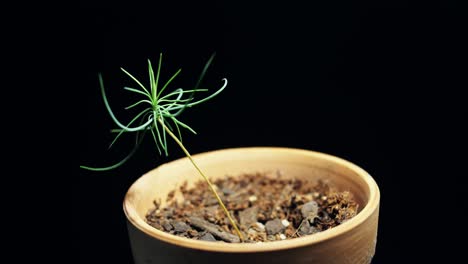 7 day time lapse of a rocky mountain pine bonsai tree in a clay pot