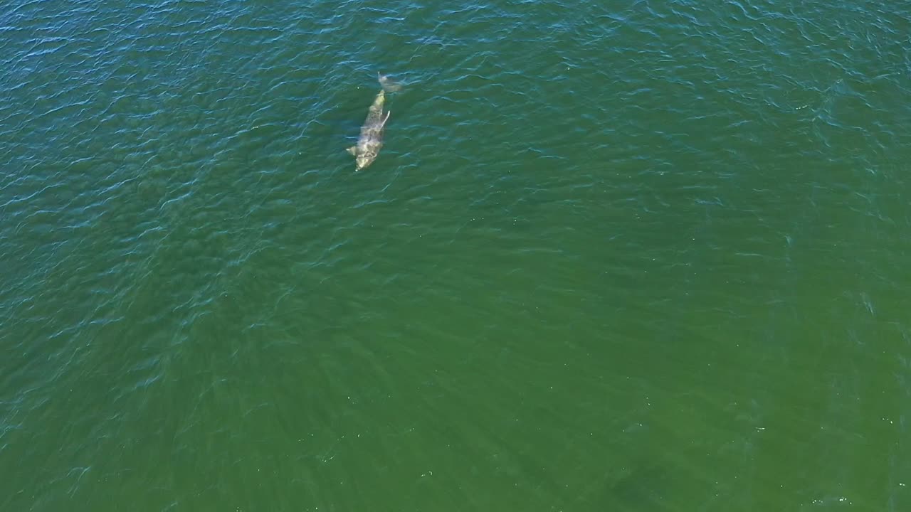 평화로운 큰돌고래가 수영하고 수면 위로 올라와 맑은 해안 바다에서 숨을 쉬고 있습니다.