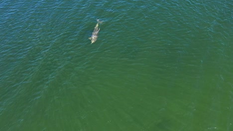 un delfín nariz de botella pacífico nada y sale a la superficie para respirar en las soleadas aguas costeras, capturado desde una vista superior