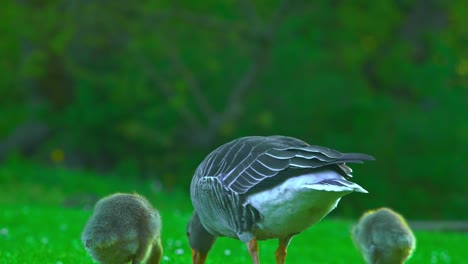 Gaviotas-Y-Crías-De-Gaviotas-Comiendo-Juntos-Pildammsparken-En-Malmö-¿naturaleza-Sueca-En-Malm?