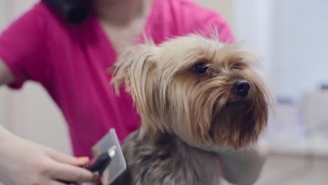 pampering york puppy in salon