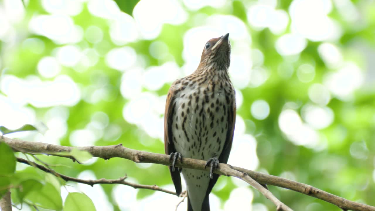 primer plano de estornino hembra marrón con lomo violeta en un entorno verde