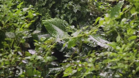 rainy rainforest plants