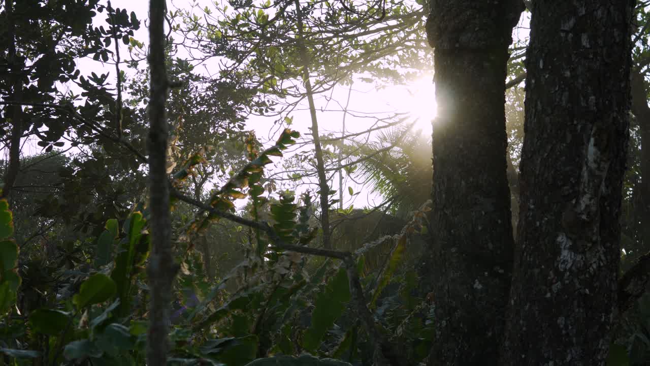 Sun ray jungle humid forest vegetation Amazon tree canopy sunset sunrise nature