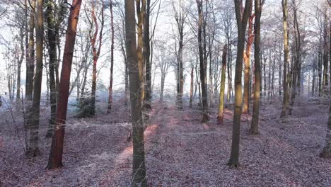 drone volando a través de un hermoso bosque helado en la mañana