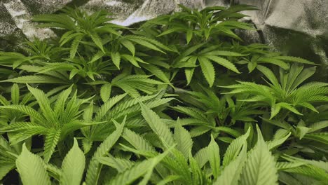 plantas jóvenes de marihuana con muchas hojas durante la etapa vegetativa en una carpa, tiro de muñeca, gran angular