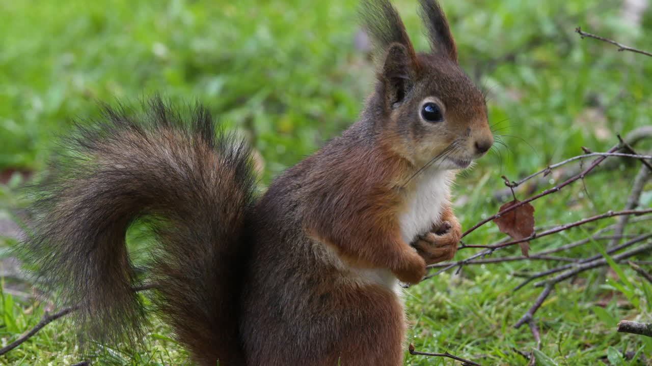 foto lateral de una ardilla roja europea cerca de un árbol