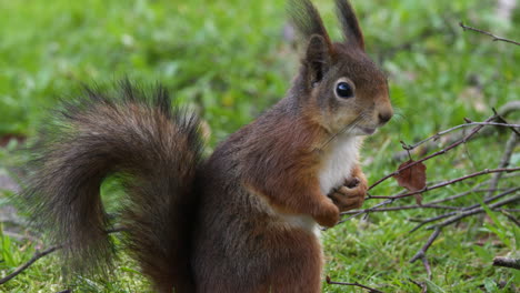 side shot of a european red squirrel near a tree