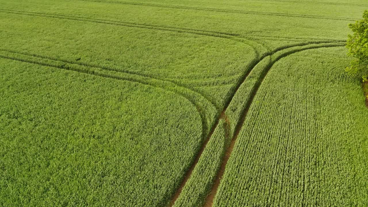 Green wheat field farmland with tractor tracks tramlines, aerial shot