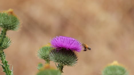 Macro:-Hummingbird-Moth-leaves-purple-thistle-flower-and-bee-arrives