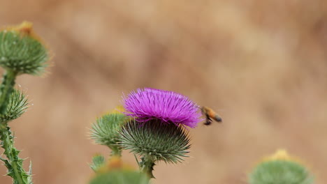 Macro:-La-Polilla-Del-Colibrí-Sale-De-La-Flor-Del-Cardo-Morado-Y-Llega-La-Abeja