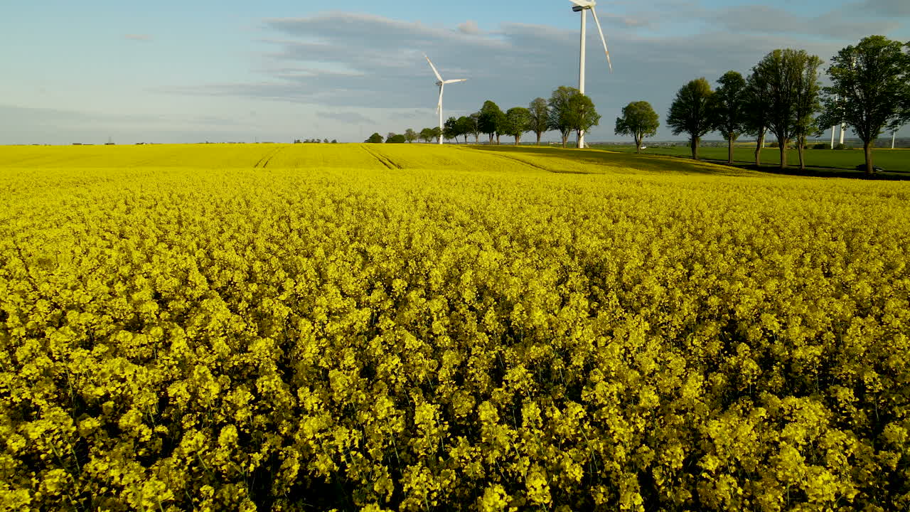 campos de colza cerca de la granja de molinos de viento en la aldea de lebcz en el distrito de puck en polonia
