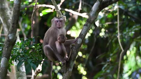 le macaque à queue de cochon du nord est un primate que l'on trouve couramment dans le parc national de khao yai bien qu'il s'agisse d'une espèce vulnérable