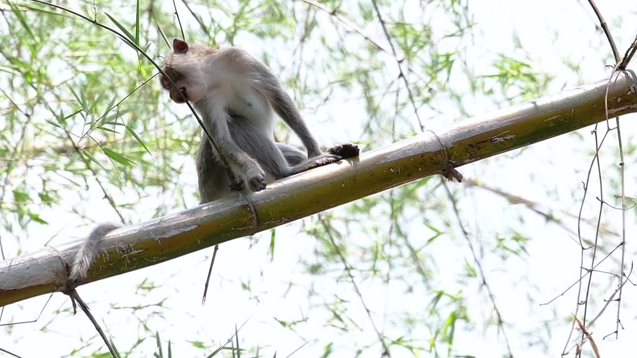 los macacos de cola larga son los monos más fáciles de encontrar en tailandia, ya que están presentes en complejos de templos, parques nacionales e incluso pueblos y ciudades