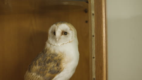 taxidermy barn owl on display in museum