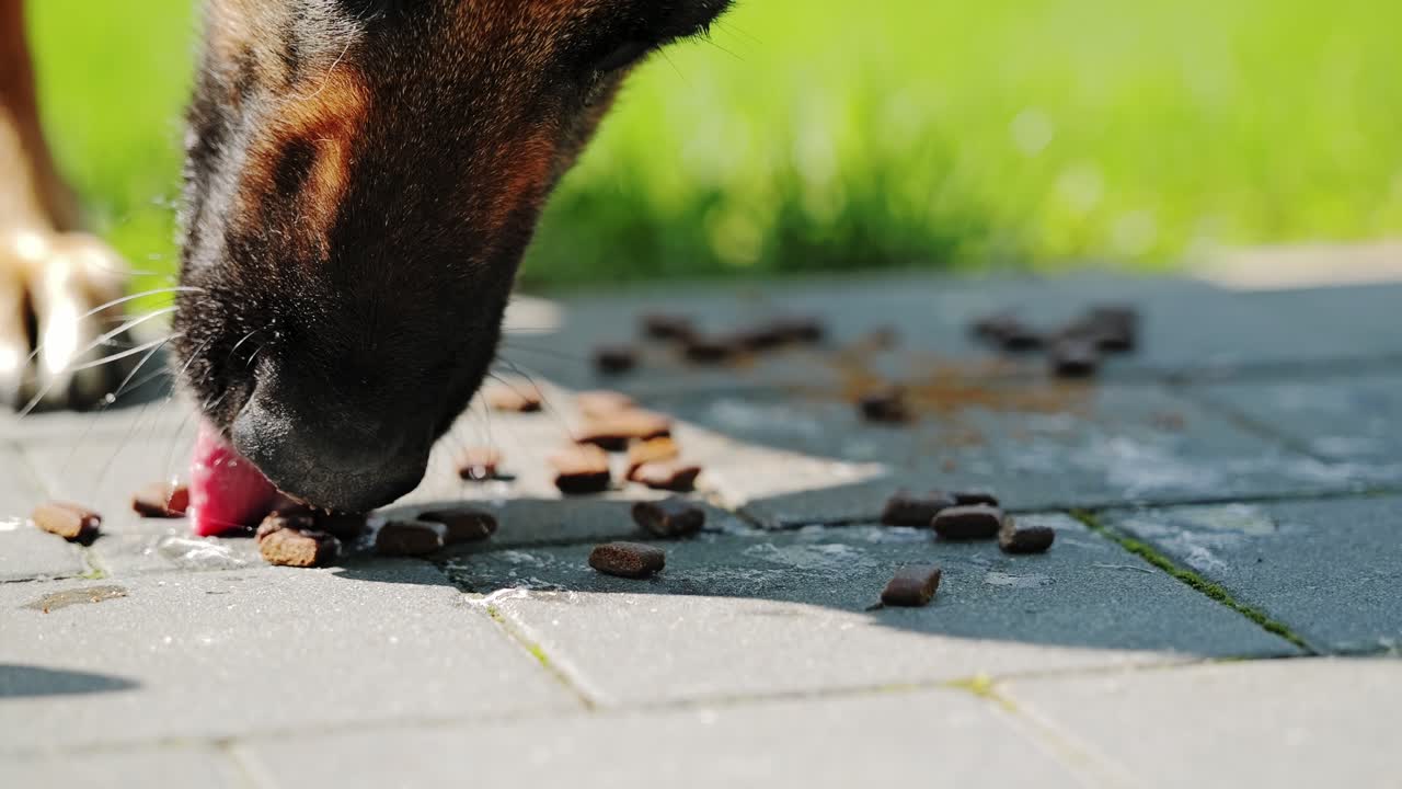 Elderly female Belgian Malinois dog eats dry food with tongue on warm bricks, 4K