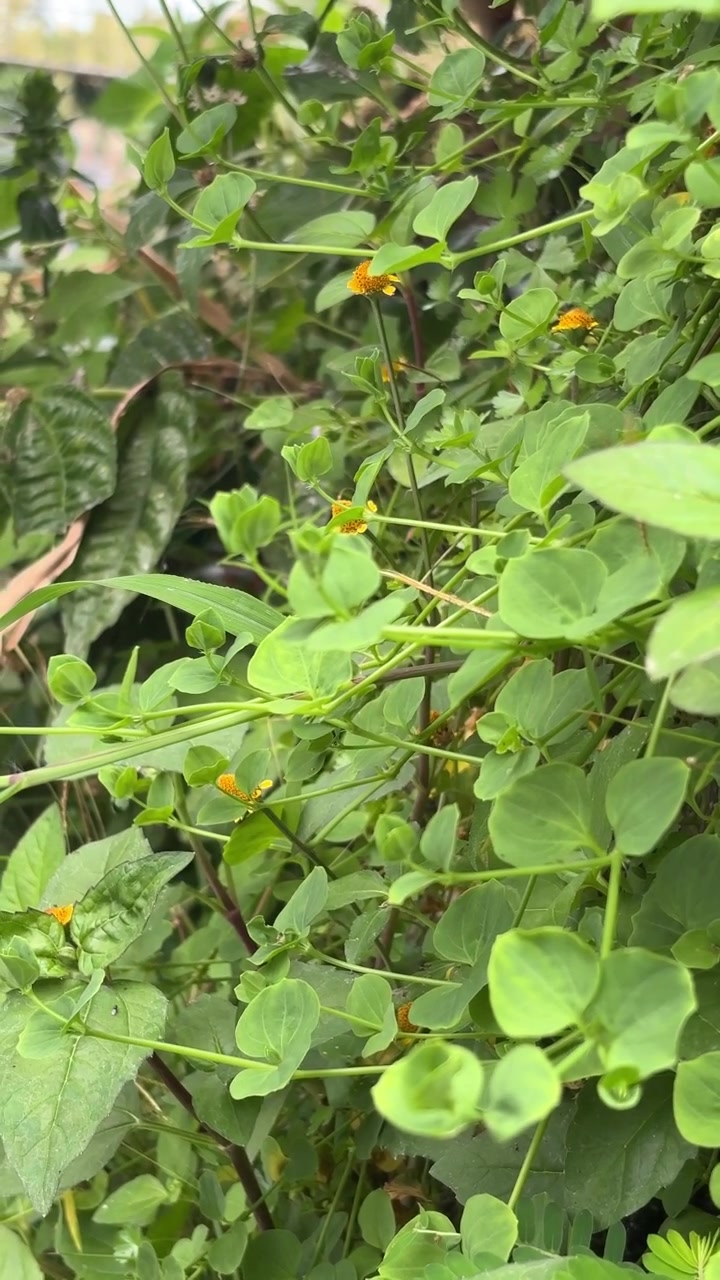 Small Yellow Flowers Blooming Among Lush Green Foliage