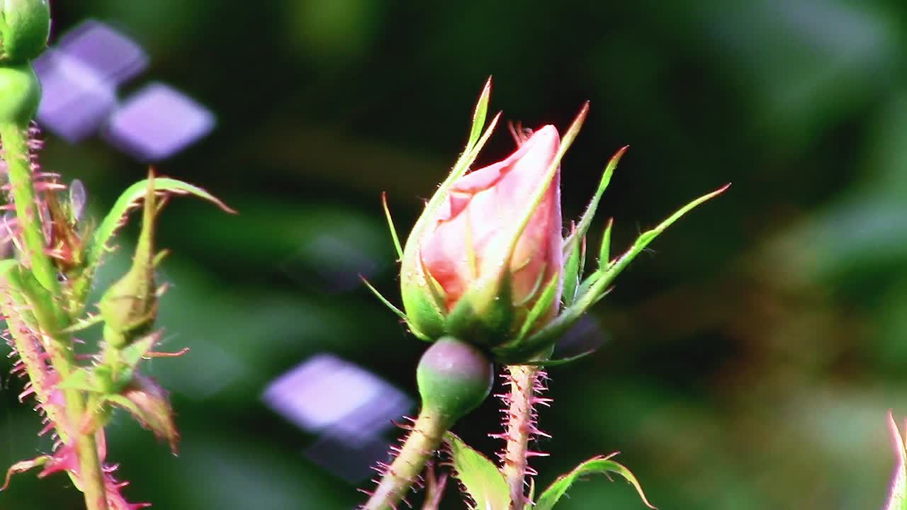 A beautiful rosebud about to burst into bloom