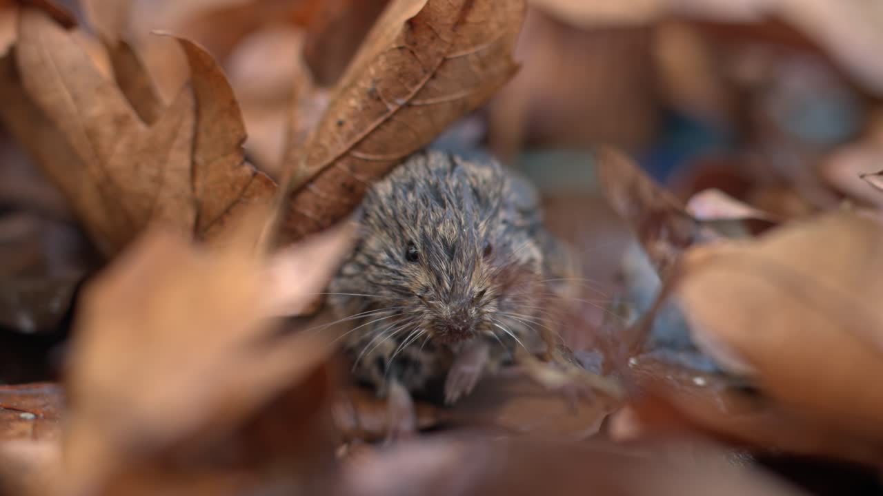 Primo piano di un piccolo roditore selvatico nascosto tra le foglie secche cadute sul terreno della foresta.