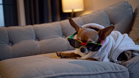 chihuahua in a robe and sunglasses