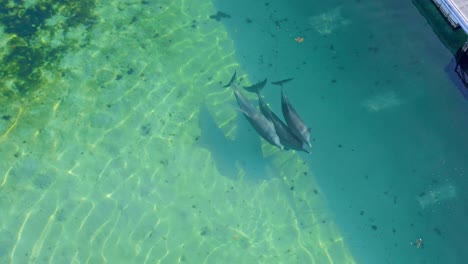 los delfines nadan juntos en un corral oceánico poco profundo