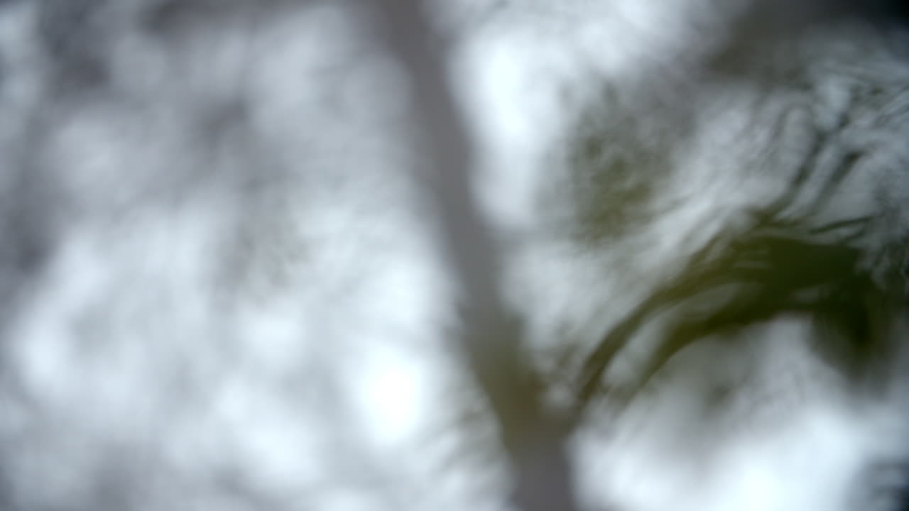 안개가 많은 아침에 가을의 숲