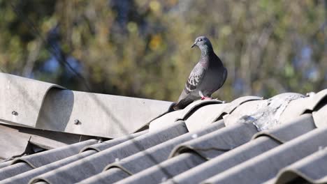 a pigeon moves along a rooftop over time.