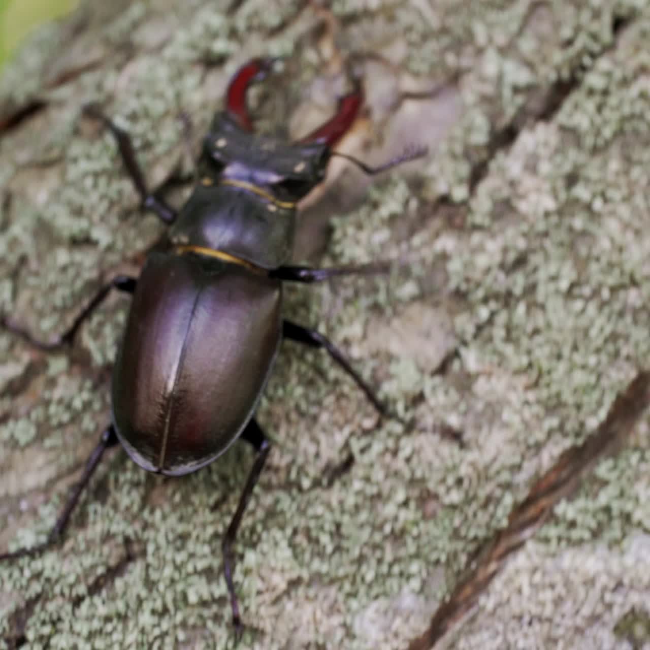 Stag Beetle (Lucanus cervus). Insect stag beetle on the old tree. Fighting beetle