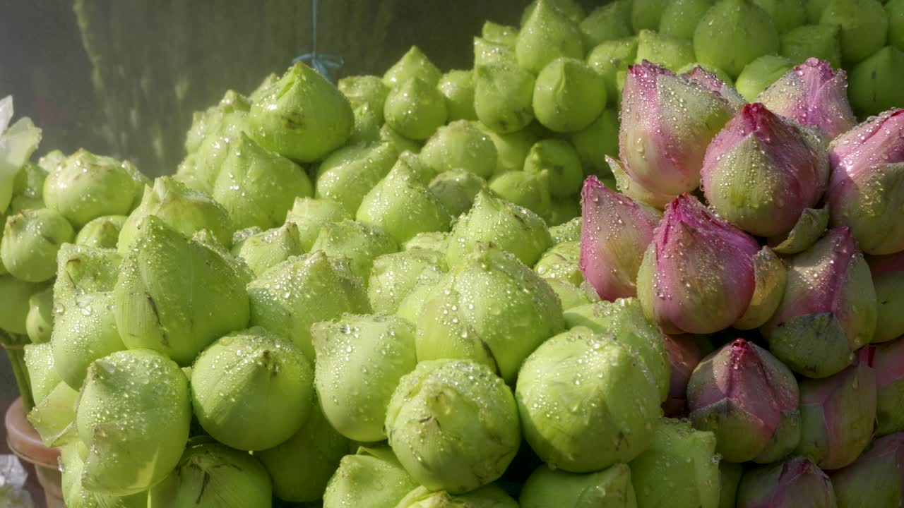 Close up of lots flower buds in purple and green