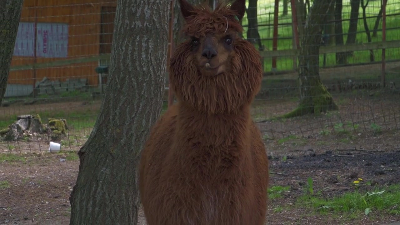 Una alpaca peluda de color marrón rojizo camina hacia la cámara a través de su recinto boscoso, creando una vista cercana y cautivadora de su distintivo pelaje lanudo y su expresivo rostro