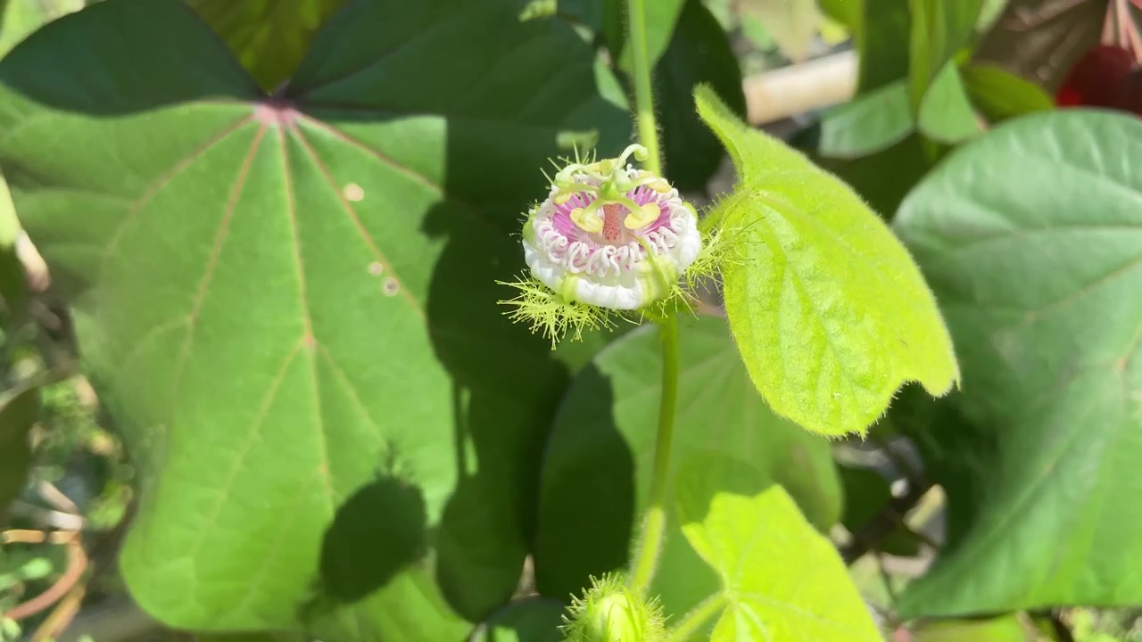 Close-up of a Delicate White and Pink Flower Bud