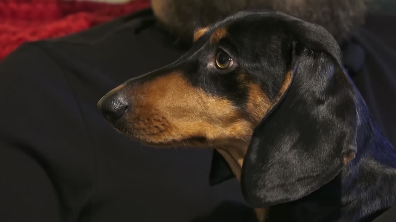 un pequeño perro triste está esperando a su dueño