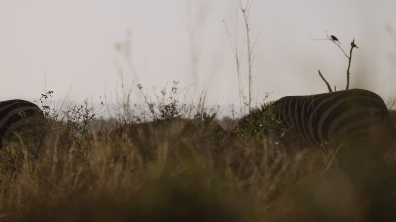 Grevy's Zebra grazing in herd with two birds perched
